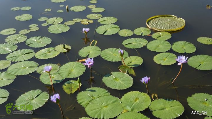 莲花湖_国家城市湿地公园DSC00463