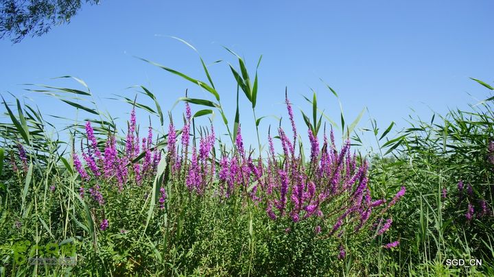 莲花湖_国家城市湿地公园DSC00571