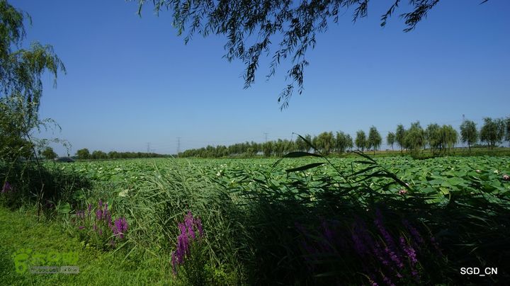 莲花湖_国家城市湿地公园DSC00579