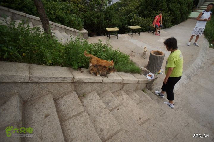 大连劳动公园_电视塔DSC00893