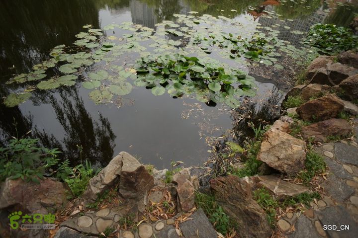 大连劳动公园_电视塔DSC00942
