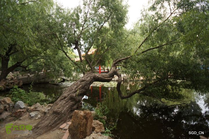 大连劳动公园_电视塔DSC00944
