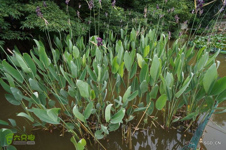 大连植物园DSC01089