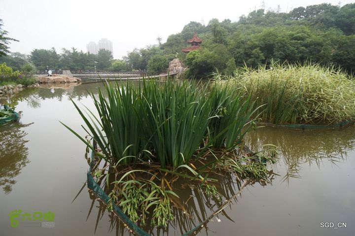 大连植物园DSC01090