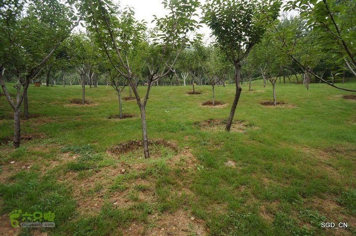 大连植物园DSC01091