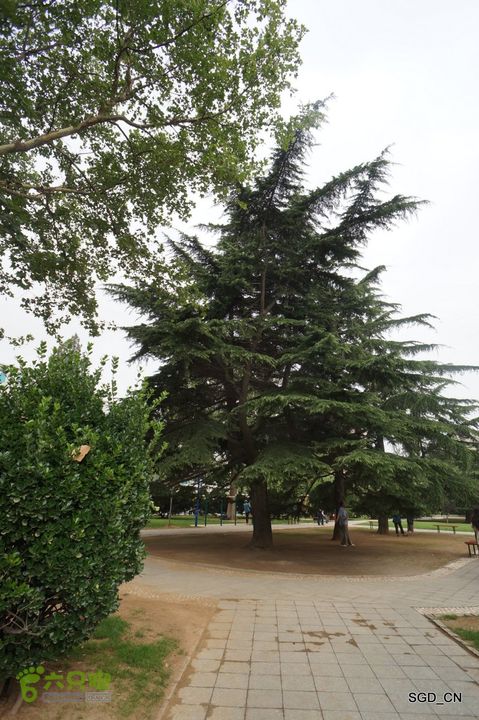 大连植物园DSC01132