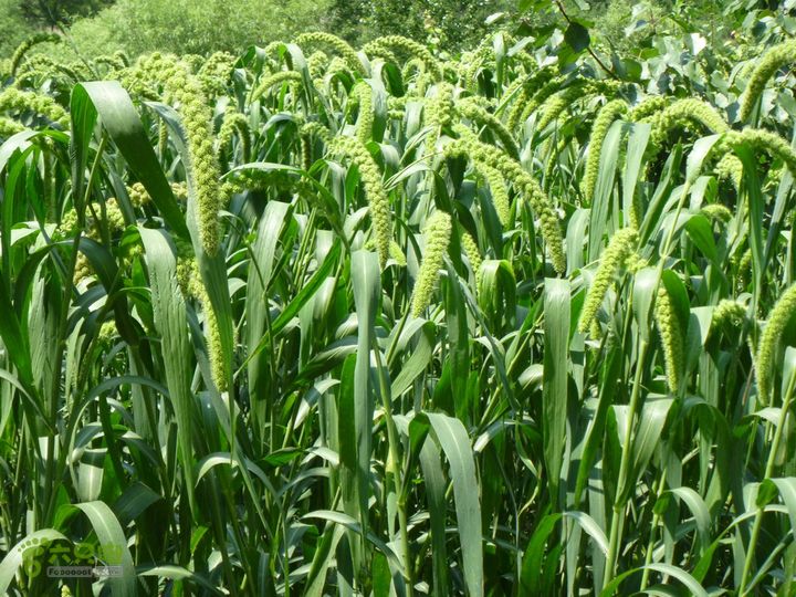 【宝山寺-滴水壶-千家店】寻向日葵花海P1100046