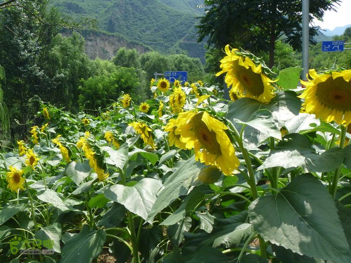 【宝山寺-滴水壶-千家店】寻向日葵花海P1100053