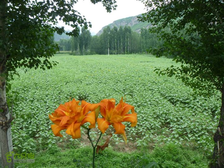【宝山寺-滴水壶-千家店】寻向日葵花海P1100055