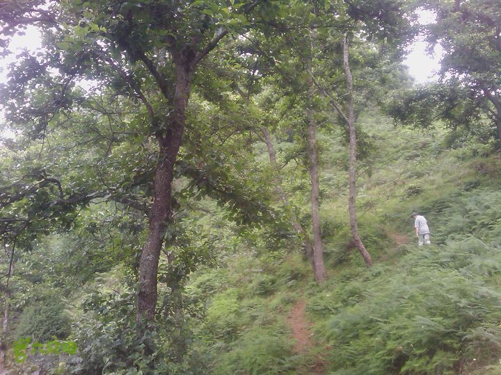 则黑毡帽山IMAG0041