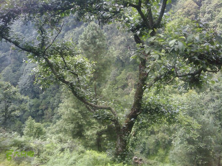 则黑毡帽山IMAG0042