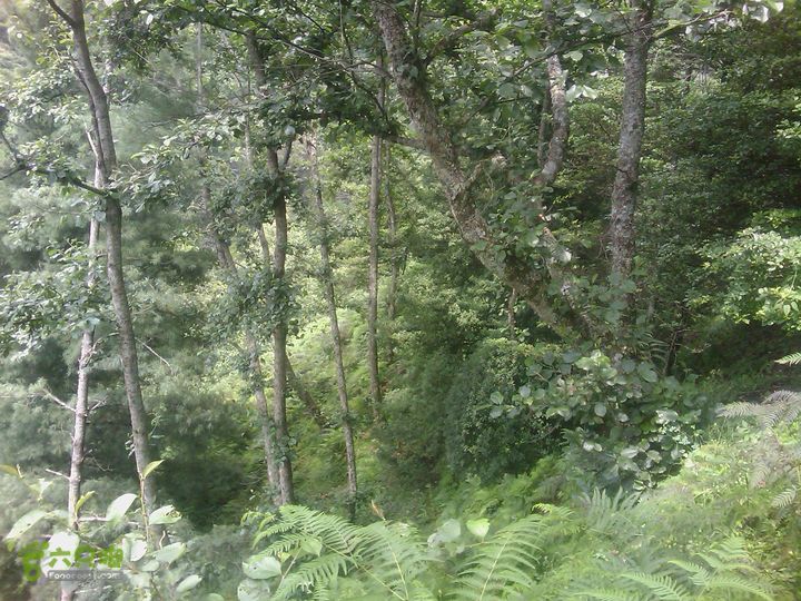 则黑毡帽山IMAG0043