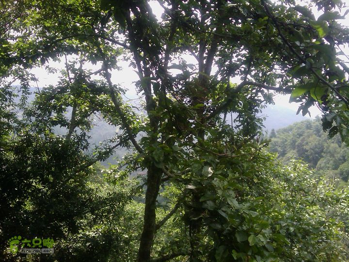 则黑毡帽山IMAG0053