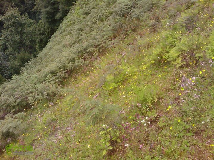 则黑毡帽山IMAG0059