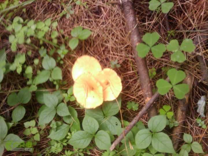 则黑毡帽山IMAG0075