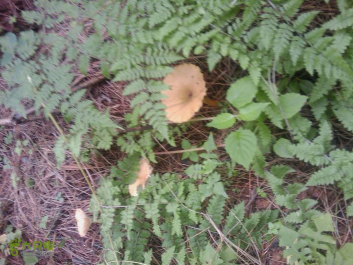 则黑毡帽山IMAG0076