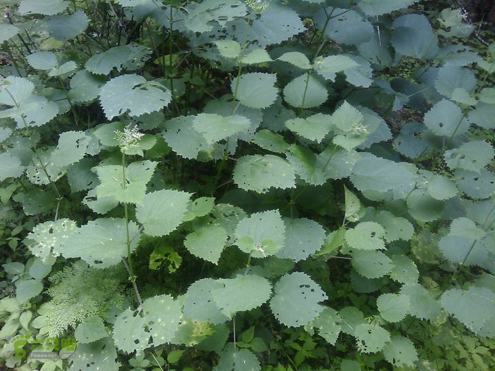 则黑毡帽山荨麻