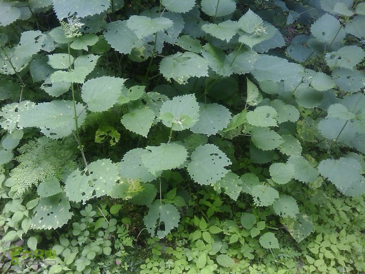 则黑毡帽山荨麻