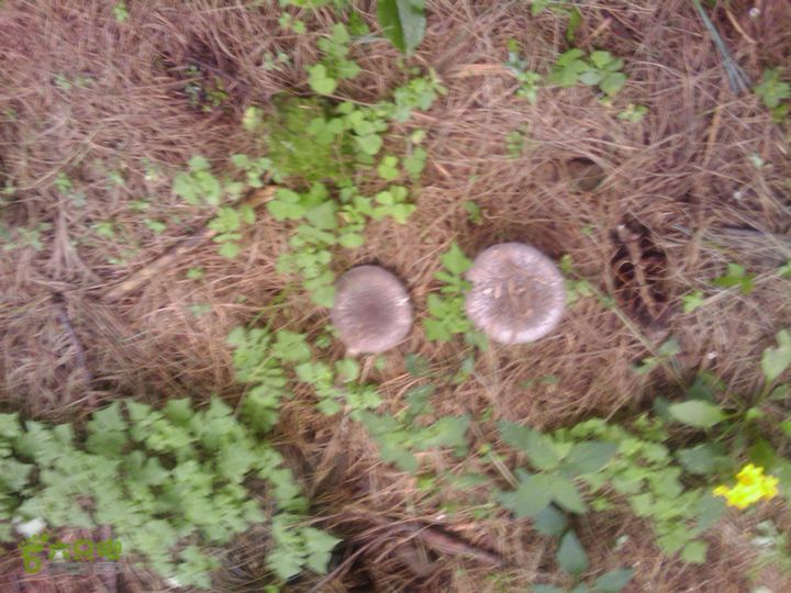 则黑毡帽山IMAG0080