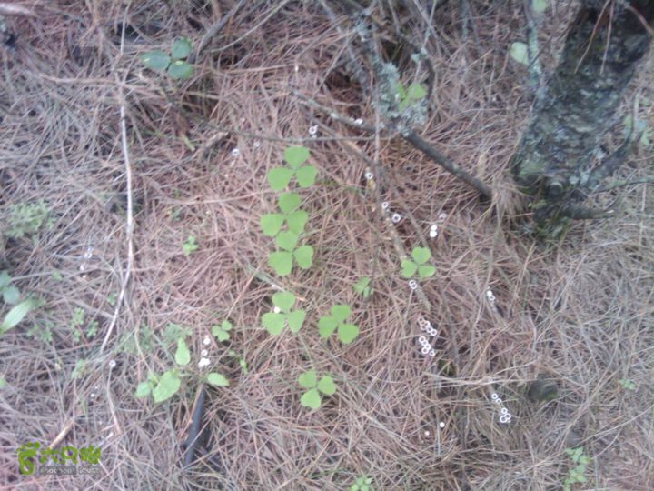 则黑毡帽山IMAG0081