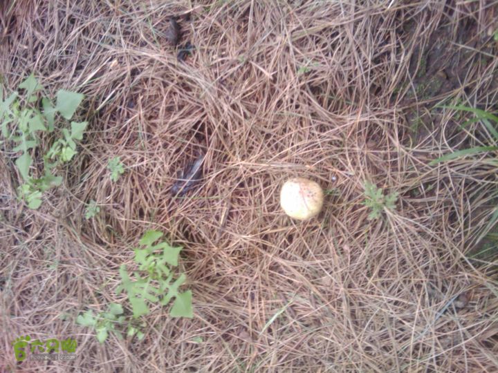 则黑毡帽山IMAG0083