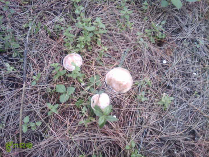 则黑毡帽山IMAG0084