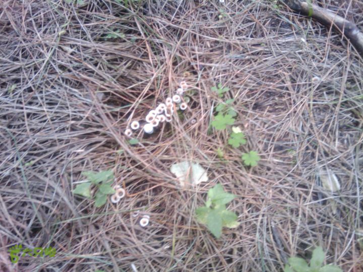 则黑毡帽山IMAG0085