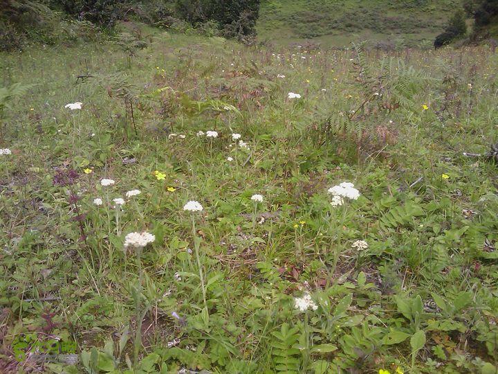 则黑毡帽山IMAG0089