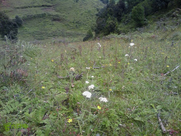 则黑毡帽山IMAG0090