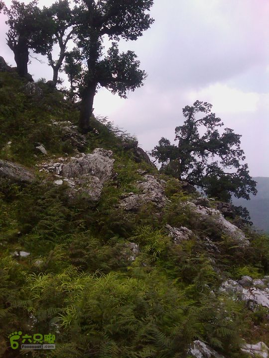 则黑毡帽山IMAG0097