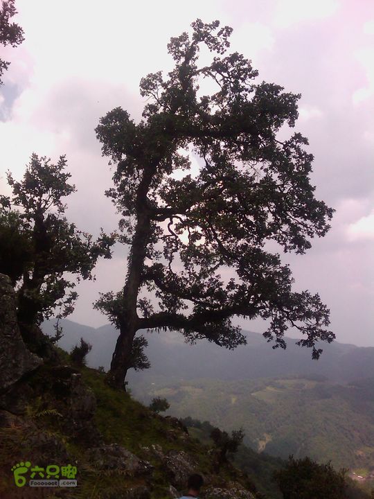 则黑毡帽山IMAG0098