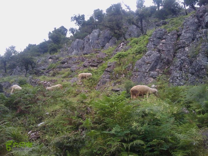 则黑毡帽山IMAG0105