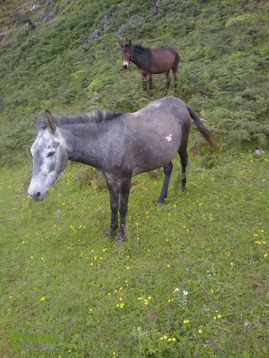 则黑毡帽山IMAG0107