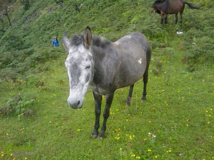 则黑毡帽山IMAG0109
