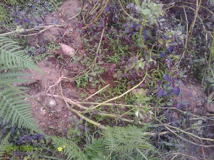 则黑毡帽山IMAG0115