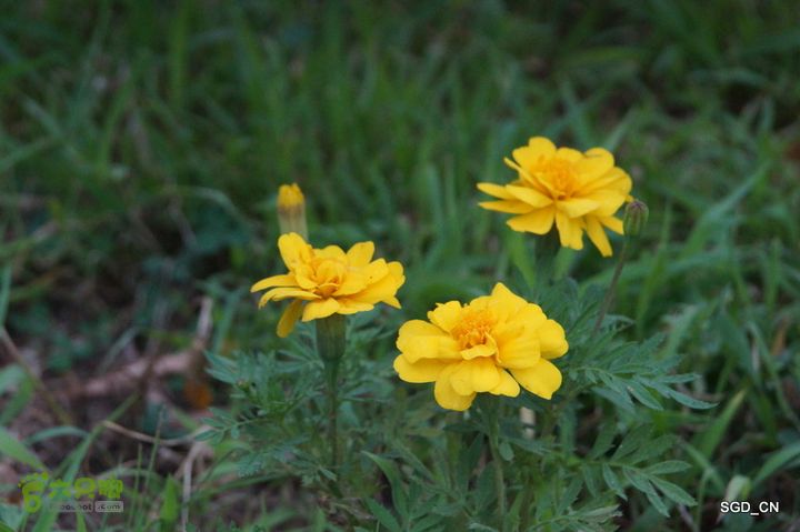 新区_花儿朵朵DSC02242