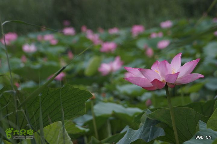 新区_花儿朵朵DSC01796