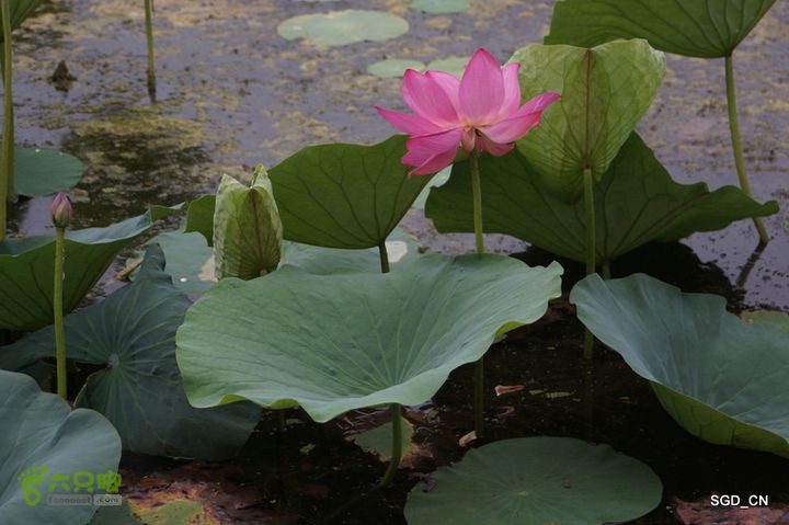新区_花儿朵朵DSC01804