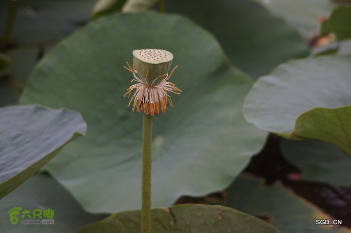 新区_花儿朵朵DSC01806