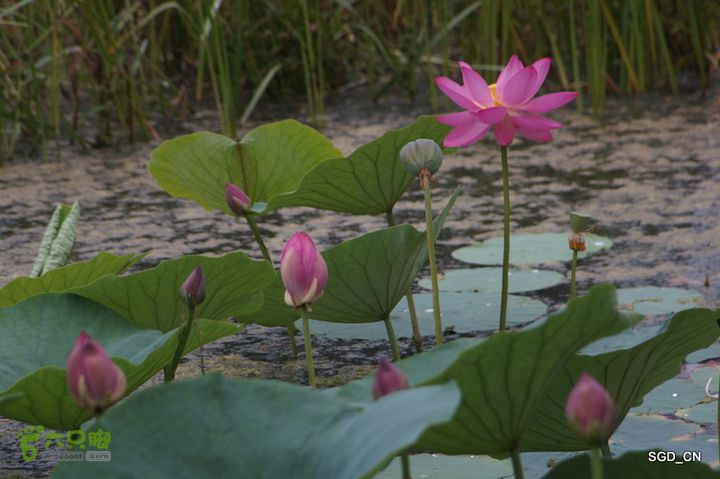 新区_花儿朵朵DSC01810