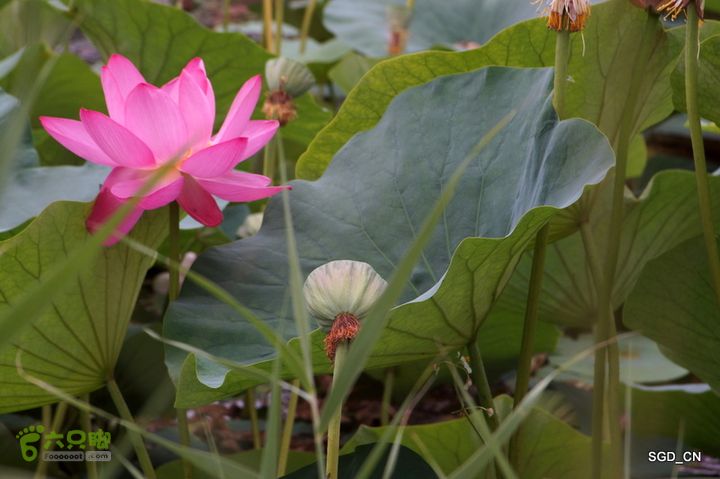 新区_花儿朵朵DSC01818