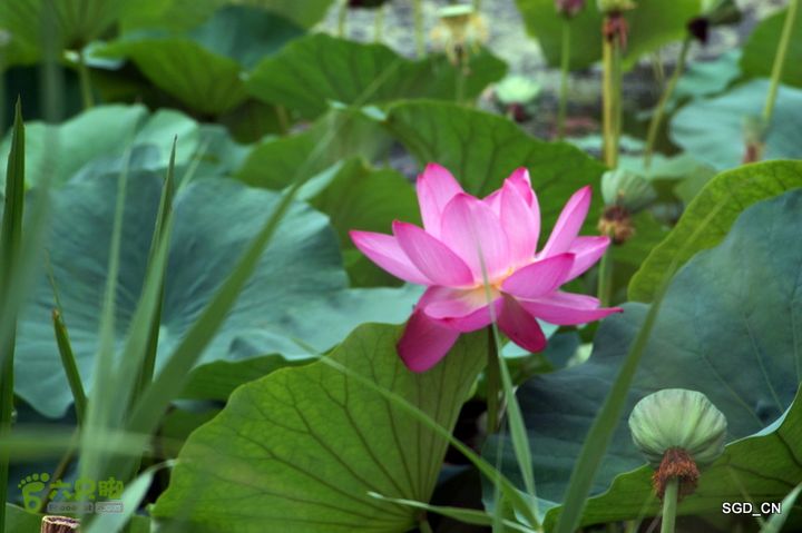 新区_花儿朵朵DSC01821