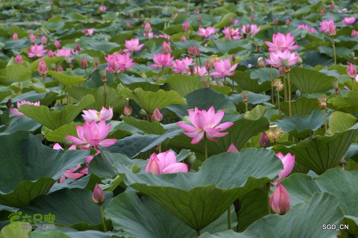 新区_花儿朵朵DSC01829