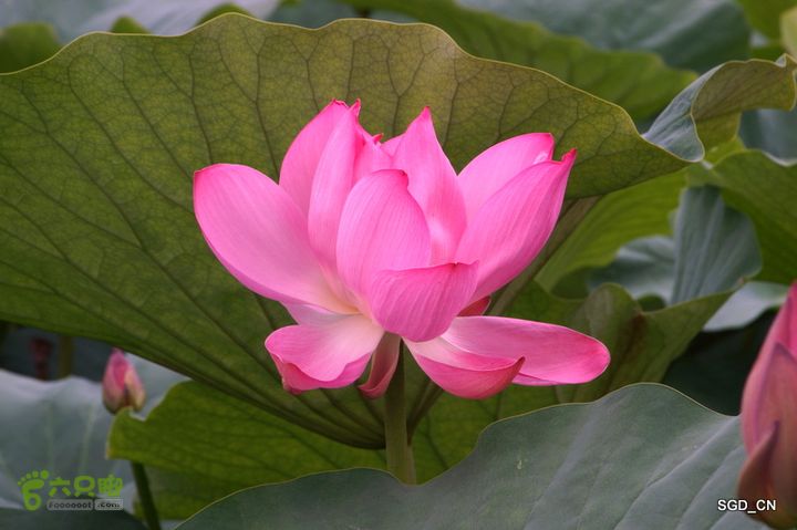 新区_花儿朵朵DSC01841
