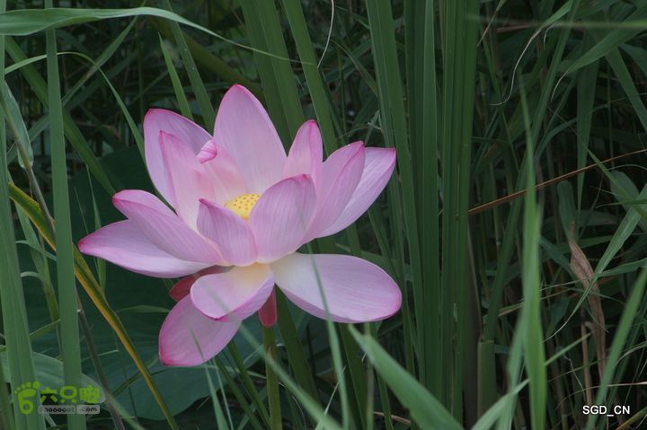 新区_花儿朵朵DSC01845