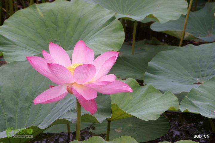 新区_花儿朵朵DSC01852