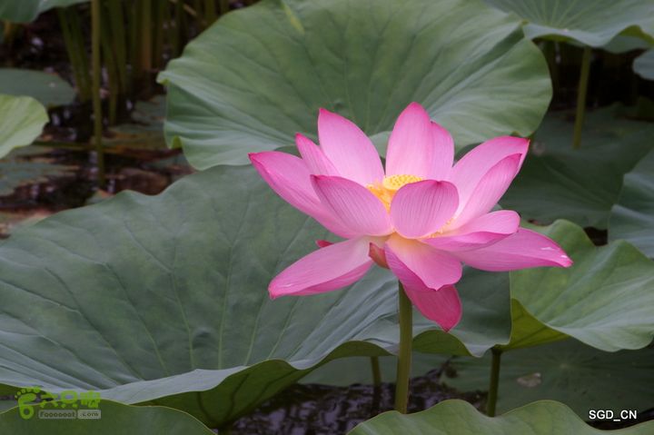 新区_花儿朵朵DSC01856
