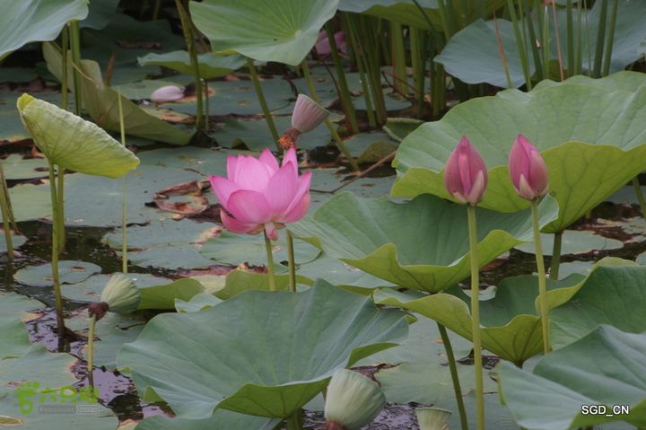 新区_花儿朵朵DSC01863