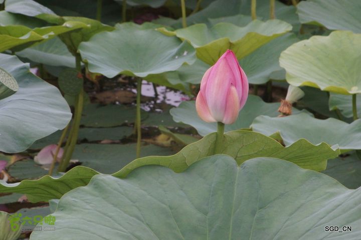 新区_花儿朵朵DSC01872