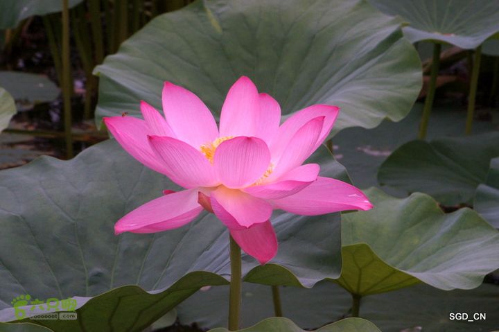 新区_花儿朵朵DSC01877
